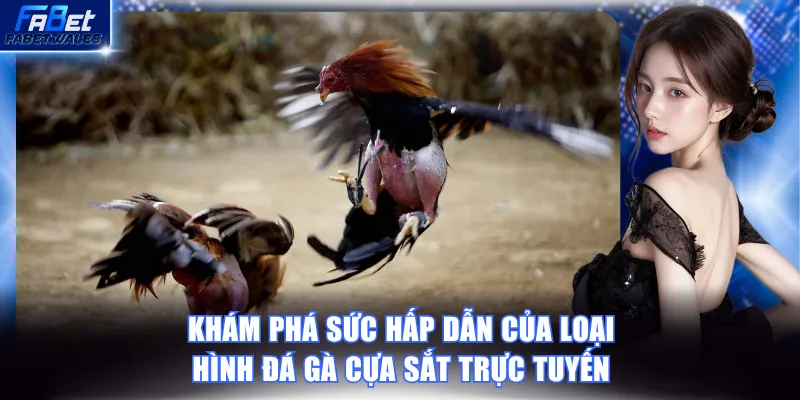 Đá gà cựa sắt là hình thức thi đấu đầy kịch tính, cạnh tranh cao